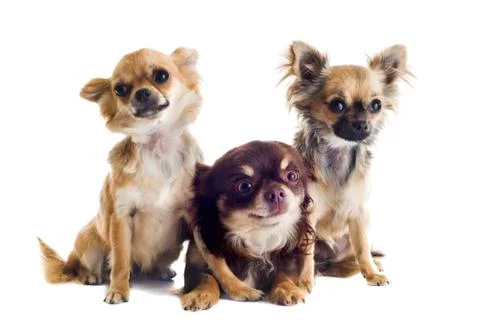 Three chihuahuas Stock Photos