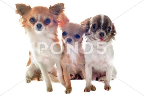 Three chihuahuas Stock Photos