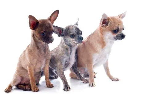 Three chihuahuas Stock Photos