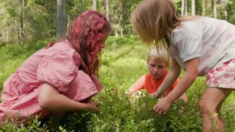 Three children picking wild bilberries together in a summer forest clearing.. Stock Footage 317677082
