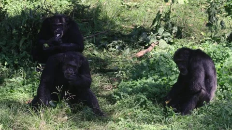 Three Chimpanzees Feeding In Forest Vegetation Stock Footage 337054200