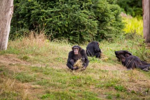 Three chimpanzees on the green meadow Foto stock