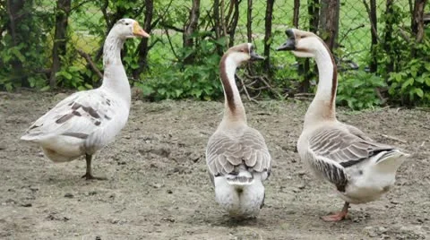 Three chinese geese Stock Footage 10714693