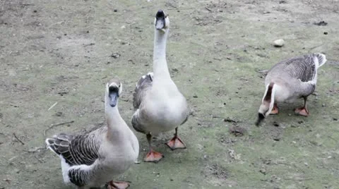 Three chinese geese Stock Footage 10714794