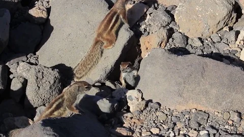 Three chipmunks in the rocks Stock Footage 84256194