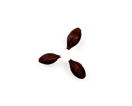 Three Chocolate Malted Barley Kernels on a White Background Stock Photos