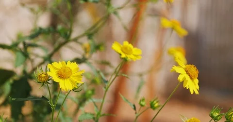 Three chrysanthemum coronarium Stock Footage 98413846