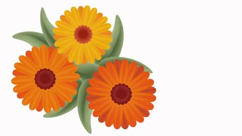 Three chrysanthemums Stock Footage 250976128