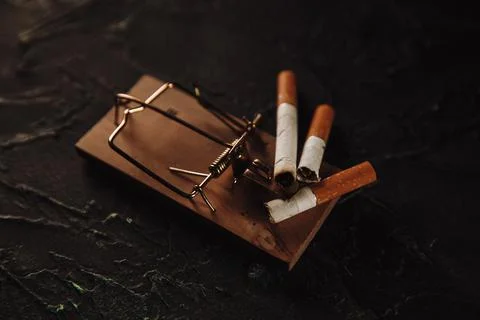 Three cigarettes on a mouse trap. Dangerous addiction concept Stock Photos