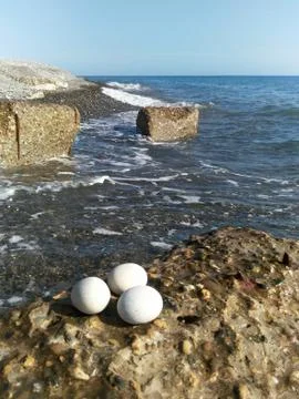 Three circular white stone lying on a coastal reinforced concrete boulder of Stock Photos