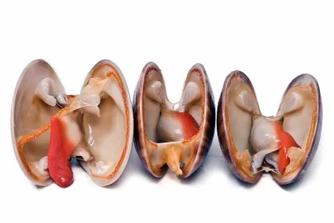 Three clams. Stock Photos