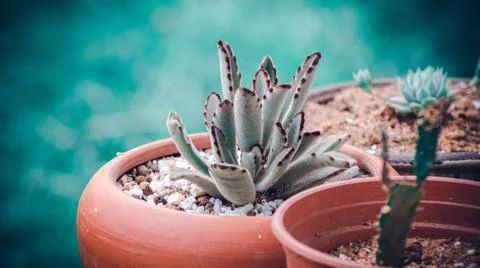 Three clay and plastic pots together with various kind of cactus planted on t Stock Photos