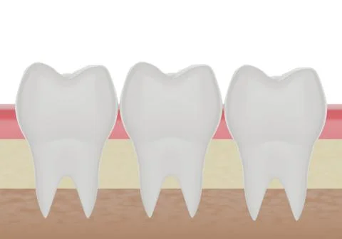 Three clean molar teeth in the gum Illustrazione stock