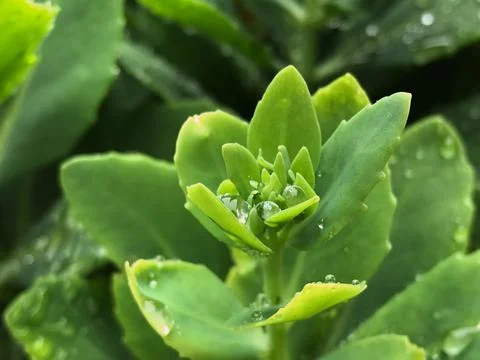 Three clear rain droplets inside the  houseleek crown Stock Photos