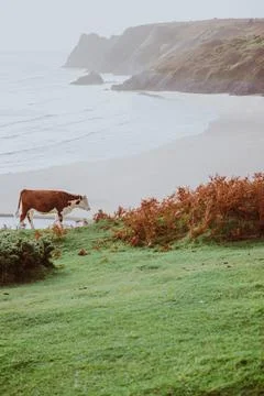 Three Cliffs Bay, Wales Stock Photos