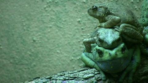 Three Climbing Toads are resting on top of each other Stock Footage 360835