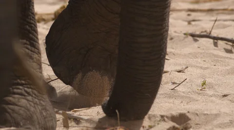 Three clip combo of abstract angles of Elephant 動画素材 52947377