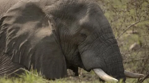 Three clip combo of an Elephant eating Stock Footage 52920863