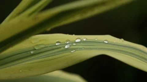 Three clip combo of leaf close-up Stock Footage 52355696