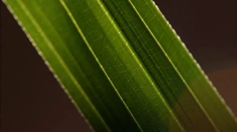 Three clip combo of leaf close-up Stock Footage 52529164
