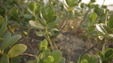 Three clip combo of plants at the beach 動画素材 52426994