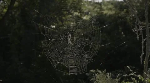 Three clip combo of spider in web Stock Footage 52619017