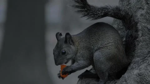 Three Clips Of A Squirrel Eating A Cheeto In Chapultepec Park, Mexico City Stock Footage 154534939