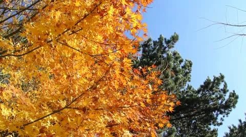 Three Clips of Yellow and Orange Autumn Leaves on Sunny Day Stock Footage 10317898