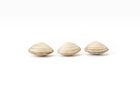 Three closed clam shells resting on white background Stock Photos