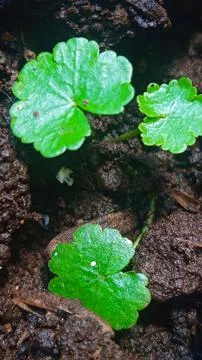 Three clover Stock Photos