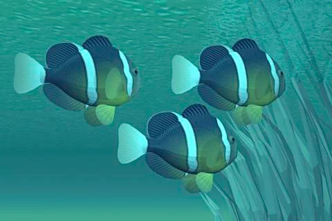Three clownfish swim close to some seaweed plants. Stock Illustration