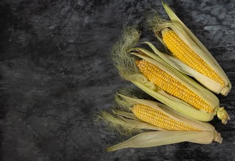 Three cobs of corn on a dark background, copy space Stock Photos