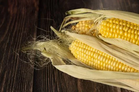 Three cobs of corn on a dark wood background Stock Photos