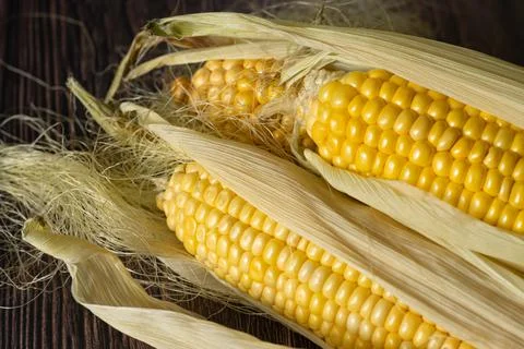 Three cobs of corn on a dark wood background Stock Photos