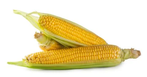 Three cobs of corn with green leaves Foto stock