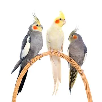 Three cockatiel perching 스톡 사진
