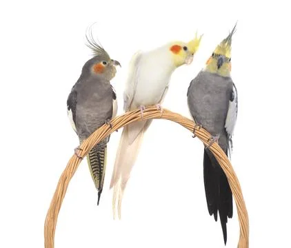 Three cockatiel perching 写真素材