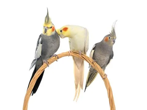 Three cockatiel perching 스톡 사진