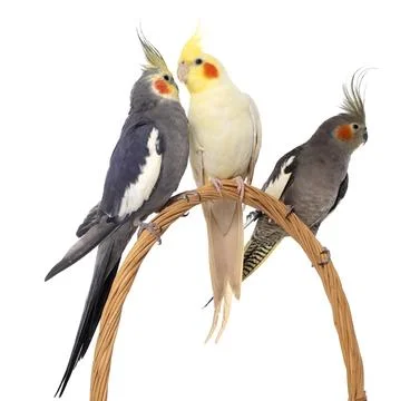 Three cockatiel perching Stock Photos
