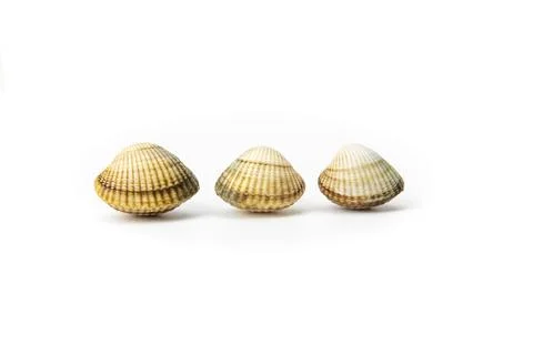 Three cockleshells resting on a white background 스톡 사진