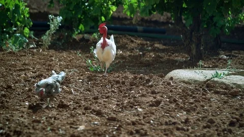 Three cocks eat worms. 動画素材 80483783