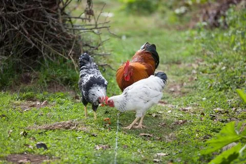 Three cocks in the garden Stock Photos
