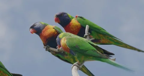 Three Coconut Lorikeet Parrots Stock-Footage 329400643