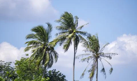 Three of coconut trees are tall Stock Photos