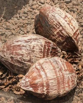 Three coconuts that are uncut and intact are grouped together on ground. Stock Photos