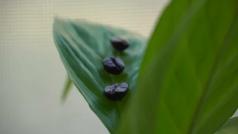 Three coffee beans lie on a flower leaf Stock Footage 124211100