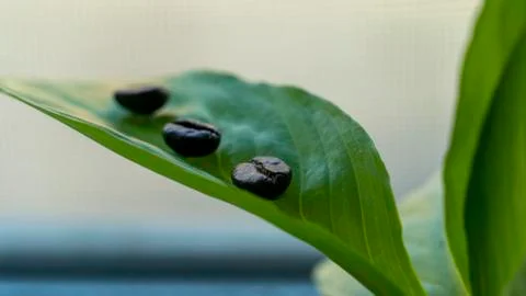 Three coffee beans lie on a flower leaf Stock Photos