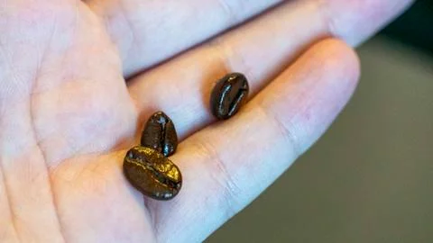 Three coffee beans lie on a flower leaf Stock Photos