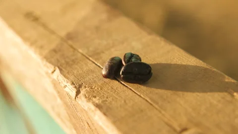 Three coffee beans roasted on a wooden board in the sun in Ethiopia Stock Footage 336368121