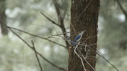 Three Collared Kingfisher resting in tree Stock Footage 252215773